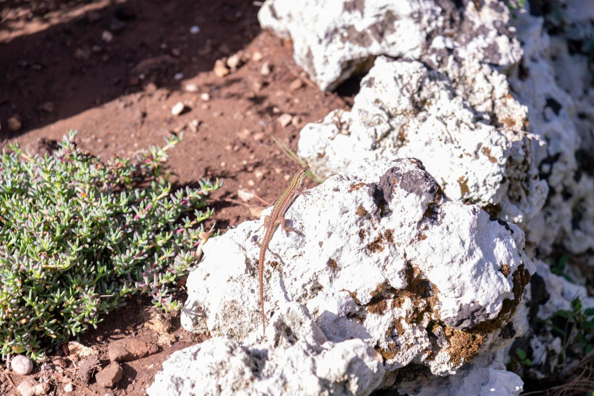 Masseria Caliani بورغوني المظهر الخارجي الصورة
